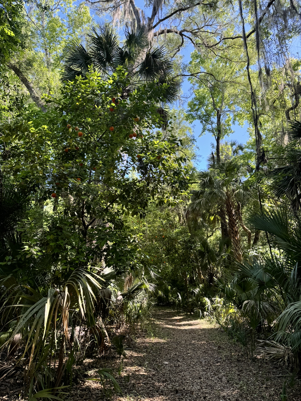 A shaded path through the orange grove at Marjorie Kinnan Rawlings Historic State Park, with Spanish moss draping from tree branches above and small unripe oranges visible among the dense green foliage.