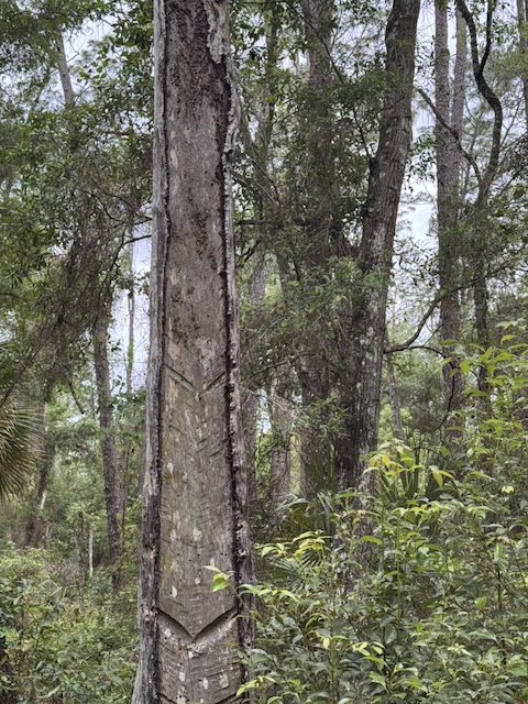 A pine tree trunk bearing a long series of V-shaped catface cuts stacked vertically up the bark, the signature pattern of 19th-century turpentine harvesting.