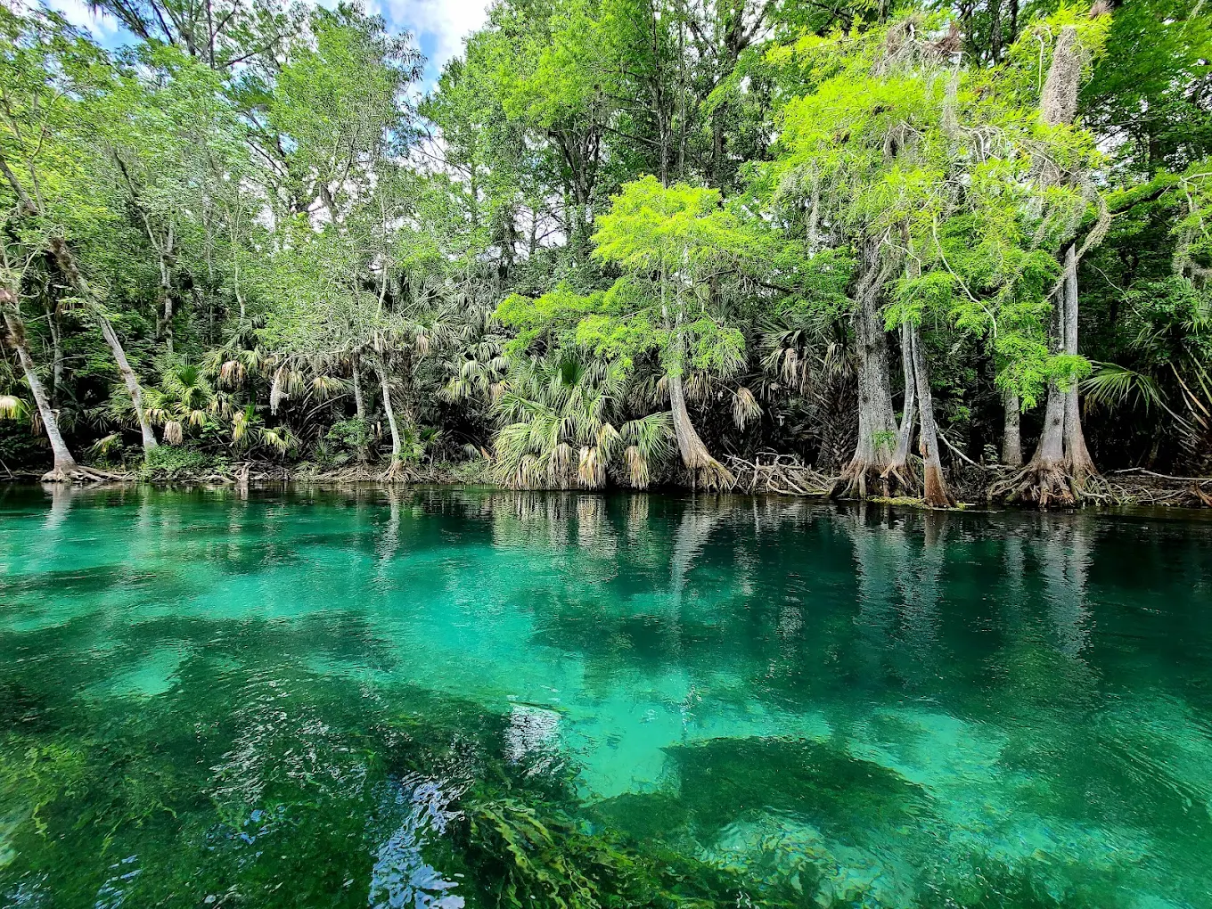 The Silver River from bank level — extraordinary turquoise-green water with cypress and palm roots lining the far bank, reflecting the dense canopy above.
