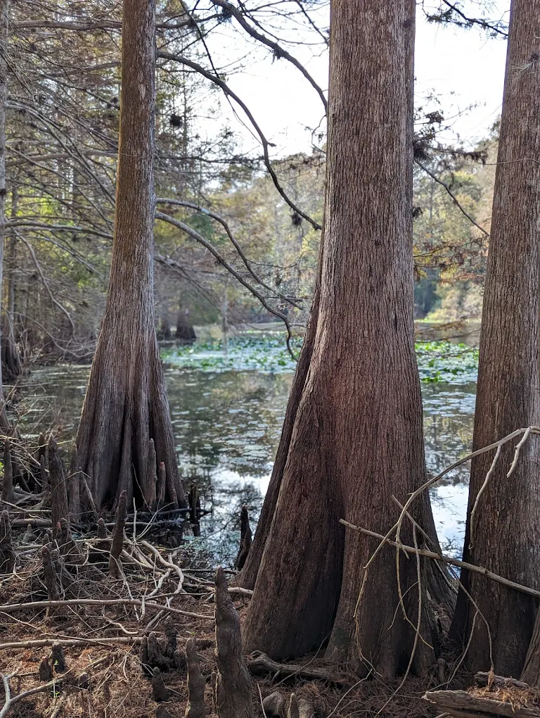 Two massive bald cypress trunks rise from the swamp floor, their bases surrounded by cypress knees, with lily-pad-covered water visible behind them.