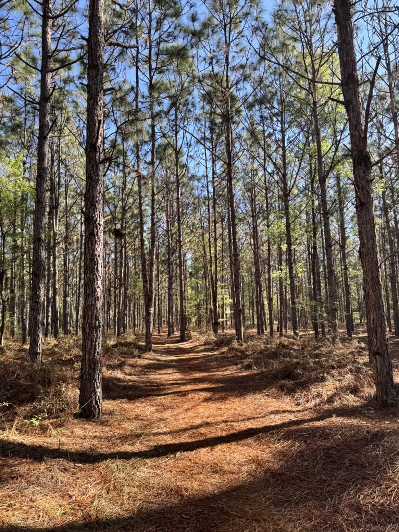 Pine forest trail somewhere off US-441 in Florida